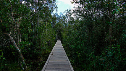 Fototapeta premium Tanjung Puting National Park Tropical Rainforest and River Landscape in Borneo