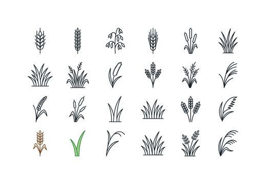 Meadow grasses with wild wheat, rye stalks, oat heads, barley spikes and delicate field grass varieties clean monoline outline