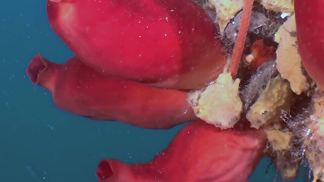 Witness a magical discovery in the Sea of Japan. Vibrant crimson sea squirts gently sway, rooted to the ocean floor. Their tubular bodies glow against the deep blue, creating an ethereal spectacle.