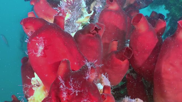 Observe a vibrant colony of ruby red marine organisms thriving on the rocky seafloor.
