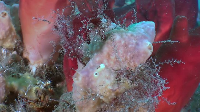 Witness a fascinating marine animal expertly blending with its surroundings in the deep Sea of Japan.