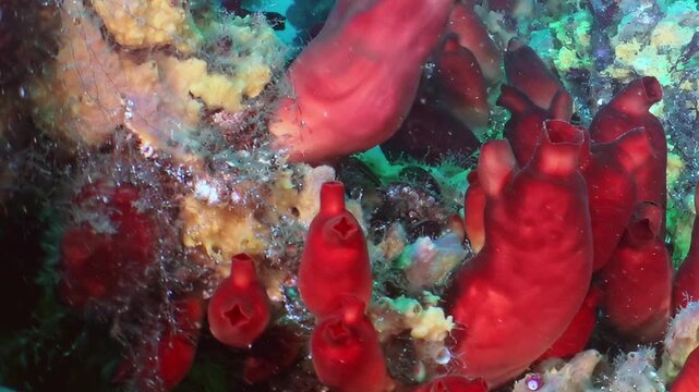 Plunge into the Sea of Japan to discover vibrant red marine organisms clinging to ancient rocks, creating a dazzling tapestry of life beneath the waves. An exquisite undersea garden.