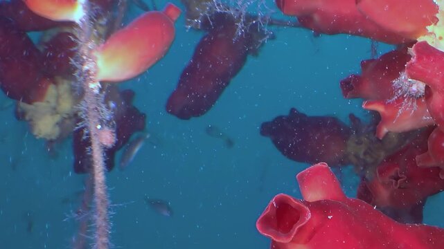 Experience captivating beauty of scarlet ascidians and graceful fish dancing within clear blue waters of Sea of Japan. This vibrant ecosystem teems with life and color, showcasing nature's artistry.