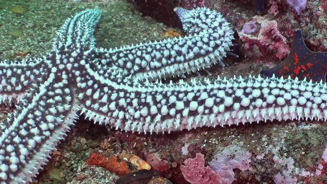 Observe a majestic spiky starfish navigating the colorful, rocky seabed of the Sea of Japan. This delicate creature's deliberate movement highlights the intricate ecosystem thriving beneath the waves.