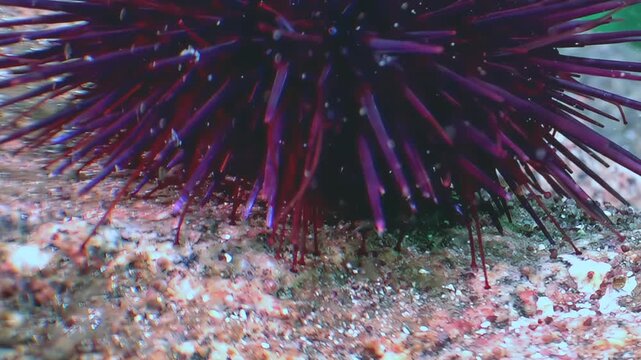 A magnificent deep purple sea urchin gracefully settles among the textured rocks of the Sea of Japan seafloor.
