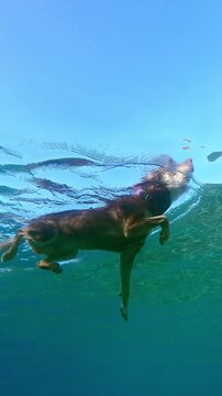 Underwater view from below of dog swimming on water surface against blue sky on sunny day. Doggy refreshes itself from sweltering summer heat by swims in sea. Dog swam in sea to cool off