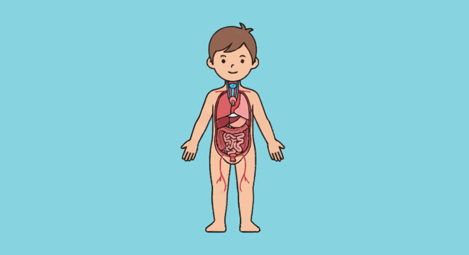 Illustration of a childs internal organs and skeletal system.