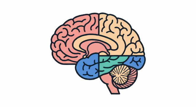 Human Brain Anatomy Illustration Showing Different Lobes.