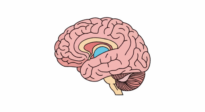 Detailed illustration of the human brain anatomy in profile view.