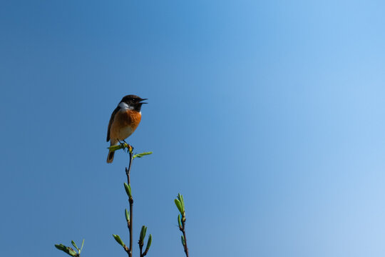 Male stonechat perched singing