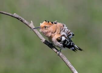 Adult Eurasian Hoopoe (Upupa epops) perched on a dry branch, showcasing its full crest and back plumage against a blurred green background. © VOLODYMYR KUCHERENKO