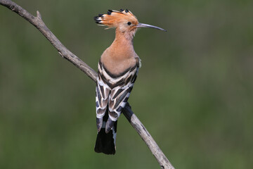 Adult Eurasian Hoopoe (Upupa epops) perched on a dry branch, showcasing its full crest and back plumage against a blurred green background. © VOLODYMYR KUCHERENKO