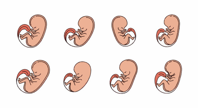 Stages of Human Fetal Development Illustrated.