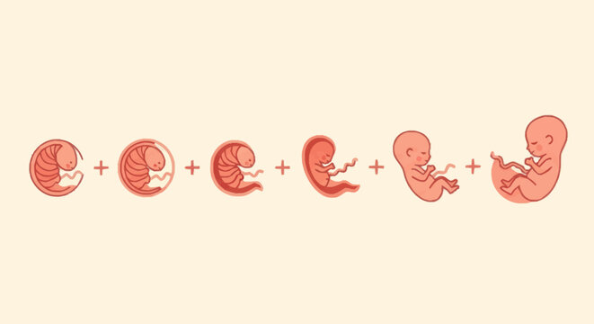 Stages of Human Fetal Development Illustrated.
