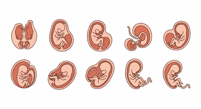 Stages of Human Fetal Development Illustrated.