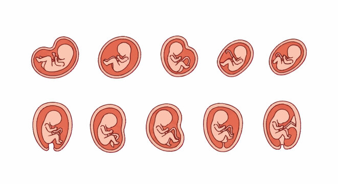 Stages of Human Fetal Development Illustrated.