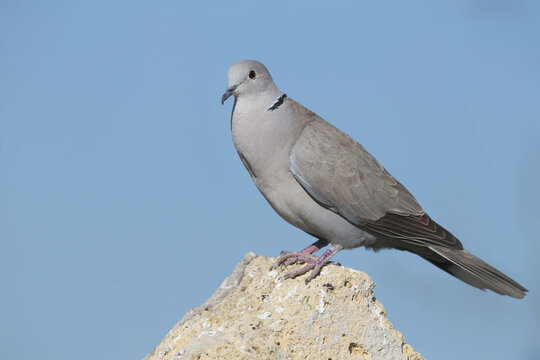 Close-up of an adult Eurasian Collared-Dove (Streptopelia decaocto) perched on a rock against a clear blue sky.
