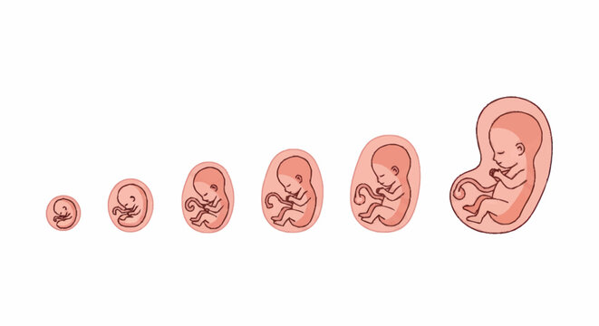 Human Fetal Development Stages From Conception To Birth.