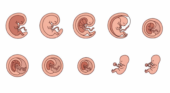 Stages of Human Embryonic and Fetal Development.