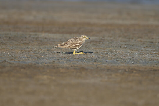 Eurasian Stone-curlew (Burhinus oedicnemus) walking slowly through sparse vegetation, looking for prey.