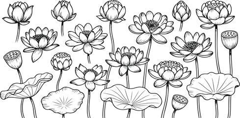 Hand drawn lotus flower set with black sketch outlines, oriental floral elements, simple line blossom, buds and leaves vector collection © Mst