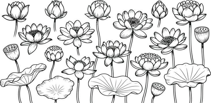 Hand drawn lotus flower set with black sketch outlines, oriental floral elements, simple line blossom, buds and leaves vector collection