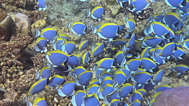 Watch as vibrant school of palette surgeonfish glides through clear waters, showcasing their brilliant blue and yellow colors. Beauty of ocean comes alive in this mesmerizing underwater dance.