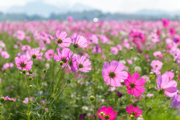 Fototapeta premium Pink Cosmos Flower Field in Bloom with Soft Mountain Background