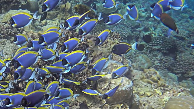 Watch as a stunning group of palette surgeonfish dance through colorful coral reefs. Observing them in slow motion reveals their beautiful patterns and playful movements beneath the ocean surface.