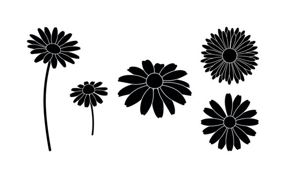 Wildflower daisy slender stem with petals, chamomile flower small delicate bloom, black eyed susan round center petals, aster