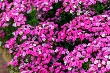 Fototapeta premium Pink Sweet William Flowers Blooming in Garden Floral Background
