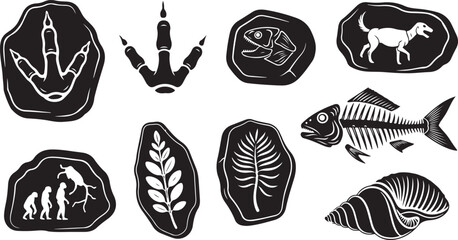 A collection of black and white archaeological vector illustrations including dinosaur footprints, fish skeleton bones, plant imprints, ancient cave drawings, and seashells isolated on white. © Moahmmad