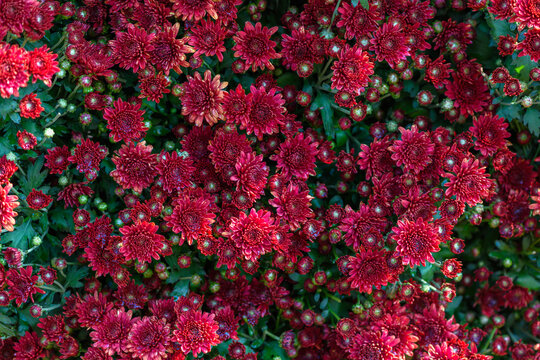 Red Chrysanthemum Flower Cluster Background in Garden Nature Texture