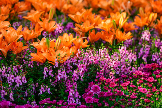 Colorful Orange Lily Flowers Blooming in Vibrant Garden Floral Landscape