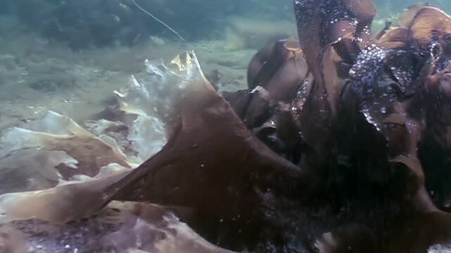 Explore the seafloor habitat of the White Sea. Brown and ruffled seaweed sway gently in the cool water. Sunlight filters through the surface, illuminating the sandy bottom on a clear day.