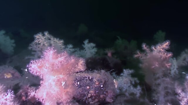 Explore an underwater ecosystem within the White Sea. Examine the coral, the rock formations, and the seafloor. The landscape is sparse, but teeming with life and geological wonders.