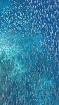 Large school of sardines swimming through clear blue water over a coral reef in Moalboal, Cebu, Philippines.