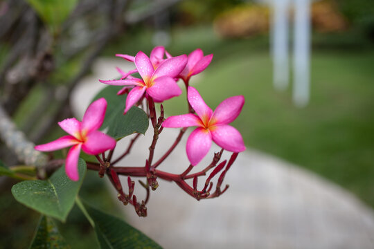Close-up of vibrant pink plumeria (frangipani) blossoms with yellow centers. Tropical floral beauty, relaxation, travel, wellness concept.