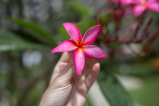 Close-up of hand gently holding vibrant pink plumeria (frangipani) flower with water droplets. Natural beauty and tropical relaxation, lifestyle, travel, spa concept.