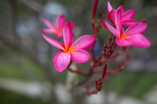 Close-up of vibrant pink plumeria (frangipani) flowers with dewdrops on petals against blurred green background. Tropical mood, nature beauty, freshness, vibrant color, wellness, travel concept.
