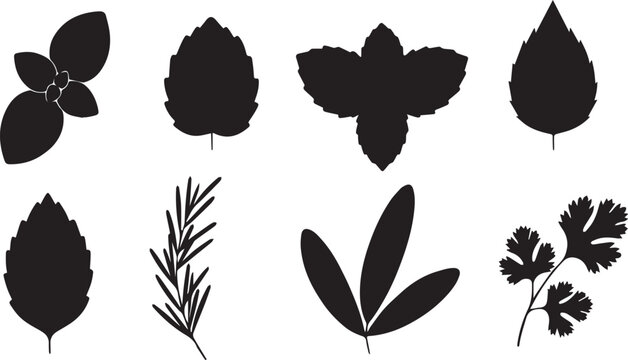 Black Silhouette Icons of Culinary Herbs on White Background basil rosemary