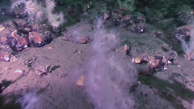 Deep sea exploration reveals a natural submarine geyser emitting a cloud of sediment and potential nutrients near the rocky terrain of Davidson Seamount in the Pacific Ocean.