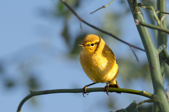 Chiffcahaff perched