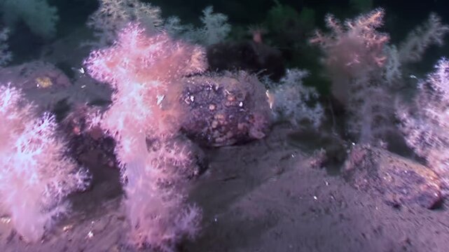 Journey into the abyss. Discover starfish resting on a sandy sea bed, next to vibrant soft corals clinging to rocks. A tranquil underwater perspective of ocean life.