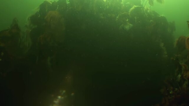 Explore the murky green depths of the Pacific Ocean. A rocky reef teems with life, illuminated by dappled sunlight filtering from above, as bubbles rise. Filmed near Monterey.