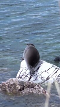 A Baikal Seal basks on a white rock, near the shore in Lake Baikal. Ripples in the blue water surround the rock, and other seals can be seen swimming nearby. It is a sunny day.