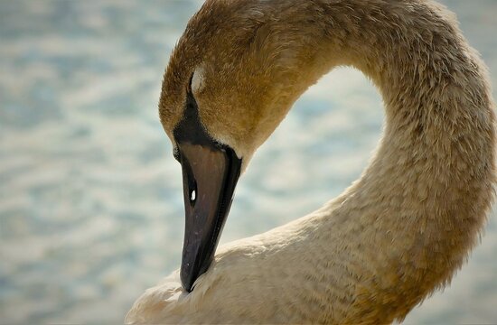 Portrait of young swan daydreaming by the lake close macro detail waterbirds background