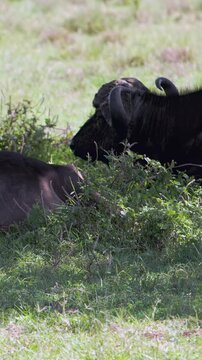 Observe a magnificent African buffalo grazing peacefully on the abundant grasses of Lake Nakuru, Kenya. This creature finds sustenance under the warm African sun, a true sight.