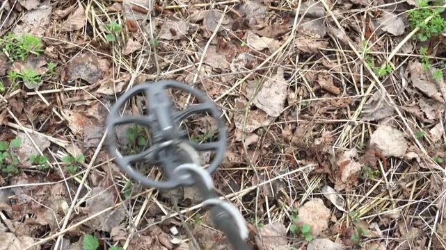 Metal detector scanning ground covered with leaves and grass, revealing the continuous search for hidden objects in a natural outdoor setting
