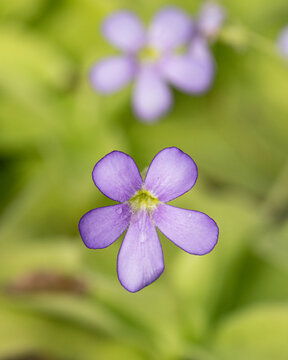 Pinguicula gigantea flower macro botanical detail carnivorous plant